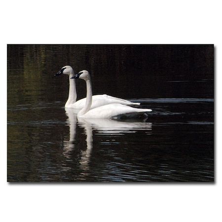 Twin Swans By Kurt Shaffer-Ready To Hang Gallery Wrapped,14x19
